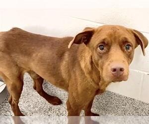 CLOVE - Male Labrador Retriever-Unknown Mix Dog for Adoption - Photo #3