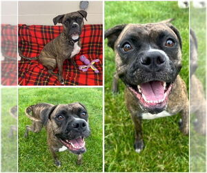 Boxer-Unknown Mix Dogs for adoption in Fort Wayne, IN, USA