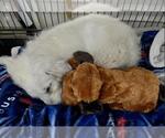 Small #27 Great Pyrenees Mix