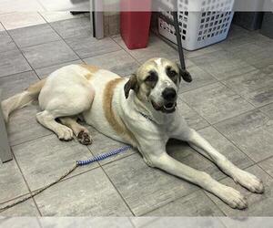 Anatolian Shepherd-Unknown Mix Dogs for adoption in Grand Prairie, TX, USA