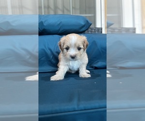 Morkie Puppy for sale in LEXINGTON, SC, USA