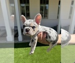 Small #3 French Bulldog