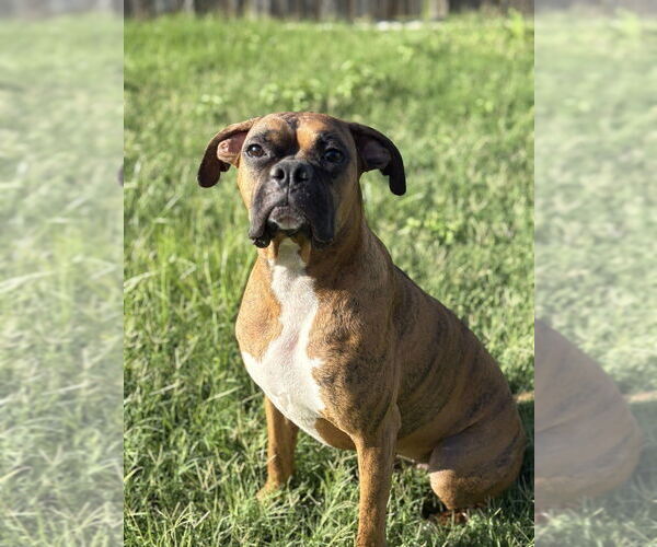 Medium Photo #3 Boxer Puppy For Sale in Austin, TX, USA