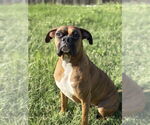 Small #2 Boxer