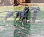 Small Photo #1 American Bully Puppy For Sale in ELLENWOOD, GA, USA