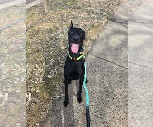 Doberman Pinscher Dogs for adoption in Minneaoplis, MN, USA
