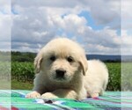 Small Photo #1 English Cream Golden Retriever Puppy For Sale in WAYNESBORO, PA, USA