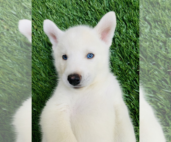 Medium Photo #4 Siberian Husky Puppy For Sale in ATL, GA, USA