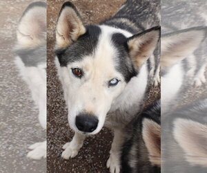Zeus - Male Siberian Husky Dog for Adoption - Photo #6
