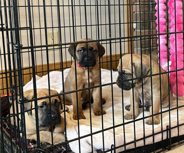 Medium Photo #3 Boerboel-Cane Corso Mix Puppy For Sale in MARION, OH, USA