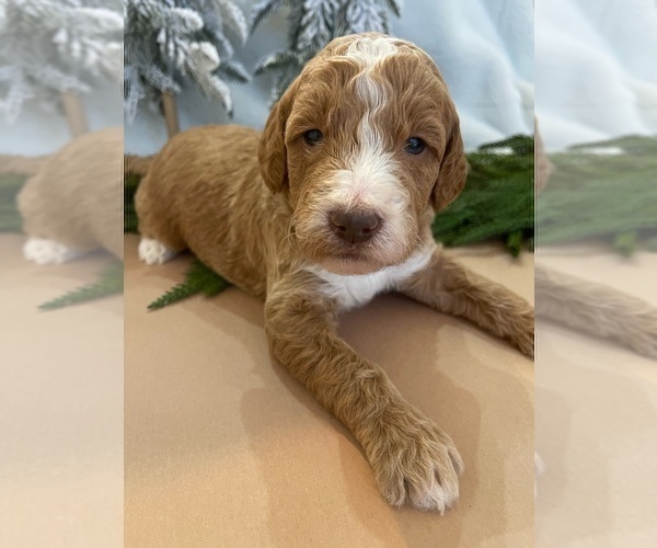 Medium Photo #5 Goldendoodle Puppy For Sale in JENKS, OK, USA