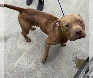 Staffordshire Bull Terrier Dogs for adoption in Houston, TX, USA