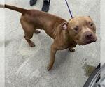 Small Staffordshire Bull Terrier