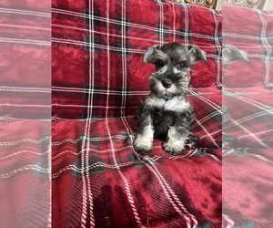 Schnauzer (Miniature) Litter for sale in ROY, WA, USA