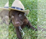 Small #6 Labrador Retriever