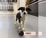 Small #1 Mutt
