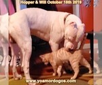 Small Photo #68 Dogo Argentino Puppy For Sale in PINEVILLE, MO, USA