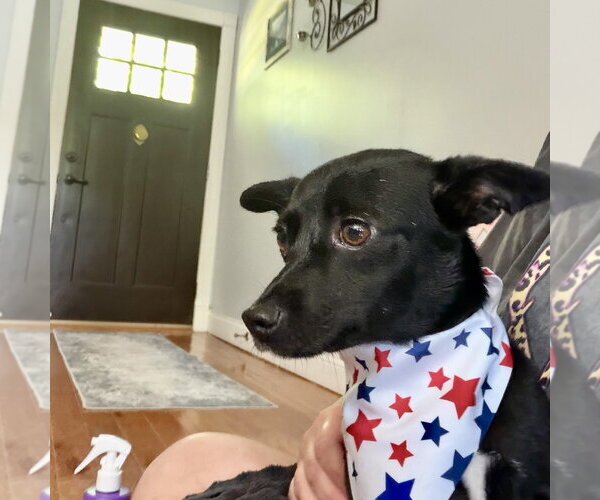 Medium Photo #4 Chihuahua-Unknown Mix Puppy For Sale in Alexandria, KY, USA