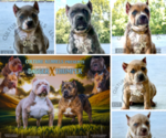 Image preview for Ad Listing. Nickname: Litter of 8