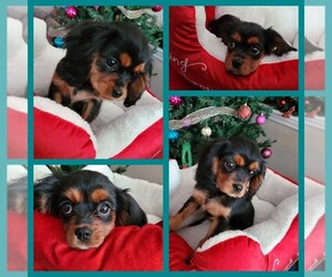 Cavalier King Charles Spaniel Puppy for sale in FORT WASHINGTON, MD, USA