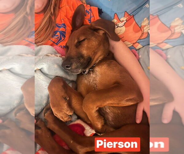 Medium Photo #8 Redbone Coonhound-Unknown Mix Puppy For Sale in Foristell, MO, USA