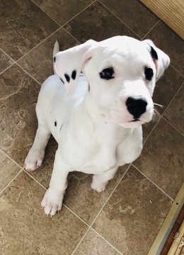Medium Photo #9 Dalmatian Puppy For Sale in ASHEBORO, NC, USA