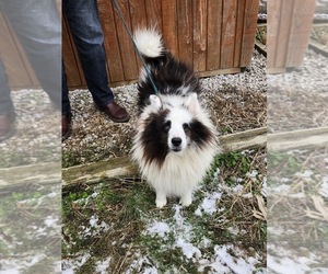 Father of the Shetland Sheepdog puppies born on 04/26/2025