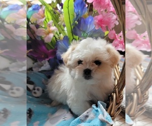 Zuchon Puppy for sale in GOBLES, MI, USA