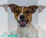 Samwise - Male Jack Russell Terrier-Unknown Mix Dog for Adoption - Small photo