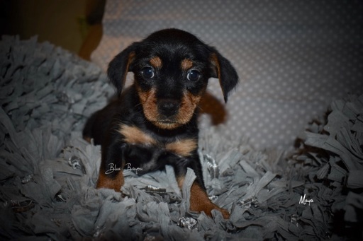 Medium Photo #5 Yorkshire Terrier Puppy For Sale in KELLY, LA, USA
