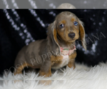 Small #4 Dachshund