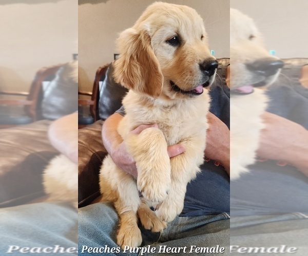 Medium Photo #1 Golden Retriever Puppy For Sale in KINGMAN, AZ, USA