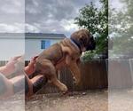 Puppy Blue Cane Corso