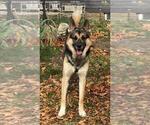 Small Photo #1 German Shepherd Dog-Goberian Mix Puppy For Sale in UXBRIDGE, MA, USA