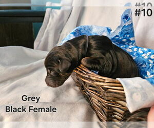 Doberman Pinscher Puppy for sale in CLINTON, OH, USA