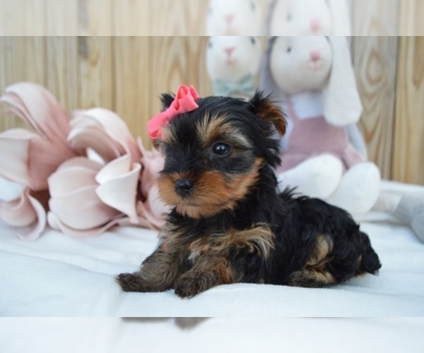 Medium Photo #5 Australian Yorkshire Terrier Puppy For Sale in HONEY BROOK, PA, USA