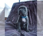 Puppy Female 3 American Pit Bull Terrier
