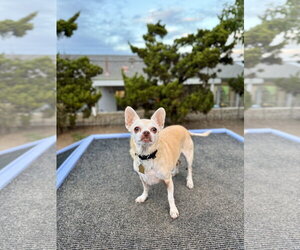 Chihuahua Dogs for adoption in Seal Beach, CA, USA
