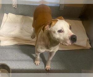 Mutt Dogs for adoption in Orange, CA, USA