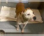 GRISELDA - Female Mutt Dog for Adoption - Small photo