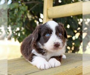 Aussie-Poo Puppy for sale in ARTHUR, IL, USA