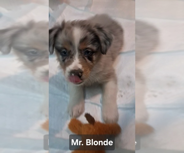 Medium Photo #1 Australian Shepherd Puppy For Sale in NEWTON, IA, USA