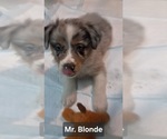 Image preview for Ad Listing. Nickname: Mr Blonde