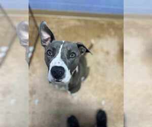 Medium Bullboxer Pit