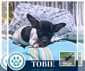 Tobie (Scooters Skittles) 100326 - Male Chiweenie Dog for Adoption - Photo #3