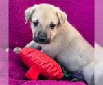 Small #4 Labrador Retriever Mix