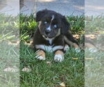 Puppy Puppy 5 Australian Shepherd