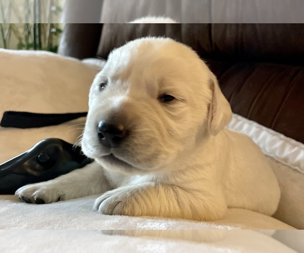 Full screen Photo #1 Labrador Retriever Puppy For Sale in WASHBURN, MO, USA