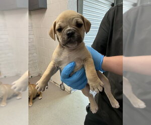Mutt Dogs for adoption in San Bernardino, CA, USA