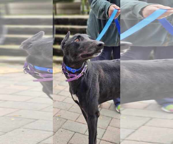 Medium Photo #1 Greyhound Puppy For Sale in Cherry Hill, NJ, USA